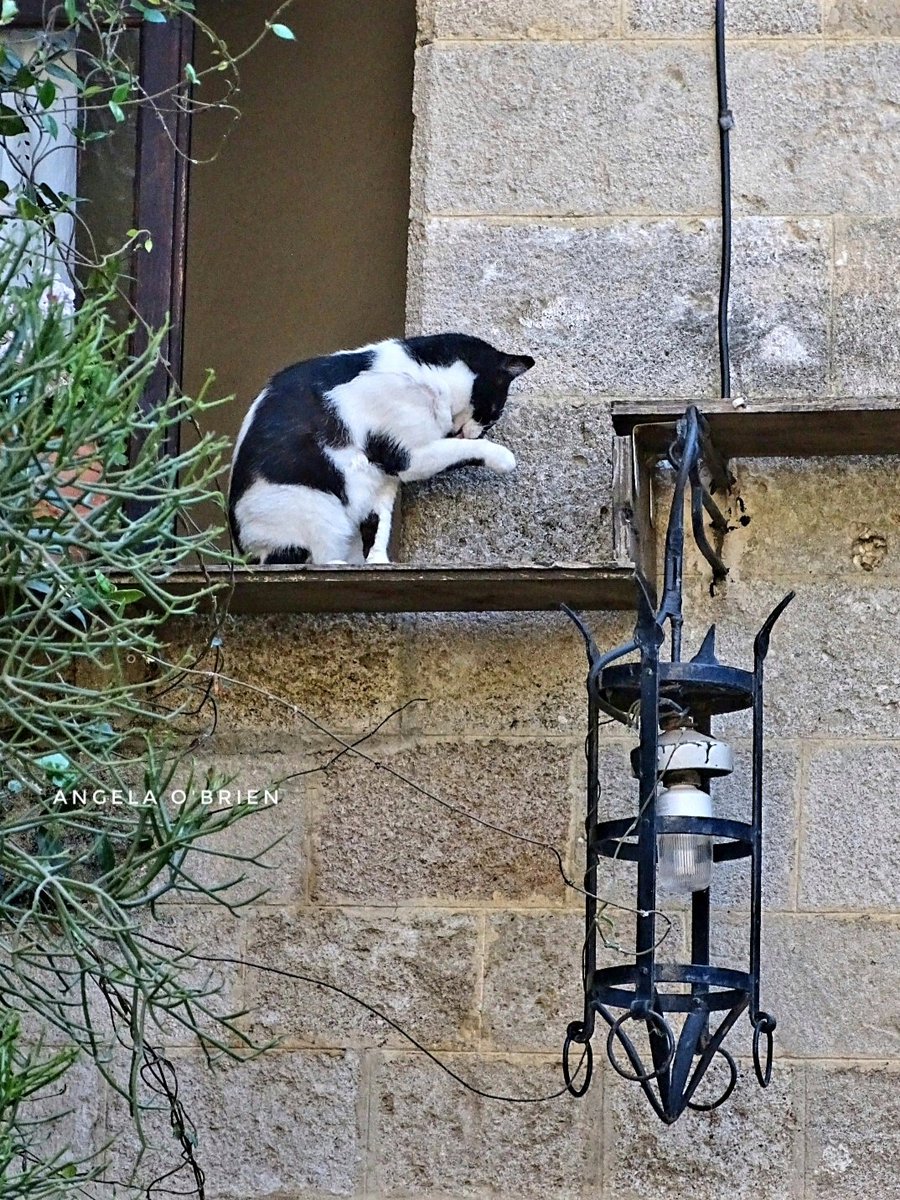 Rhodes Cat! 🐈🇬🇷 #GreekCats 📷 My own