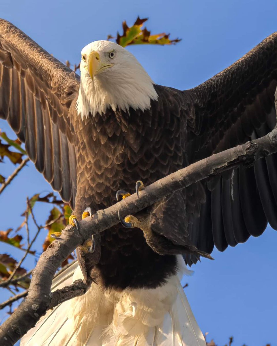 Landed right above my head !! 

#Sony #sonyalpha #sonyphotography #sonyprousa #natgeo #natgeoyourshot #natgeowild #eagles #baldeagles #usa #birdsofprey #predator #birds #wildlife #wildlifephotography #natgeowildlife #birdsofinstagram #birdwatching