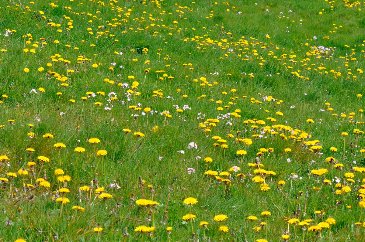 The beauty of Dandelions and Cuckooflowers in a meadow last week - that's what makes Spring for me! @BBOWT @BSBIbotany @wildflower_hour