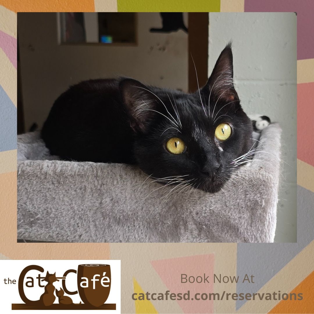 CatCafeSanDiego's tweet photo. Xane may wobble a little when he walks but there's nothing wrong with his ability to focus on a bird on the outside. #catcafesd #catcafe #catsofsandiego #adoptdontshop #blackandwhitecat #gaslampsd #padrepets #rescuehouse #wobblykitty https://t.co/INTPrQi858
