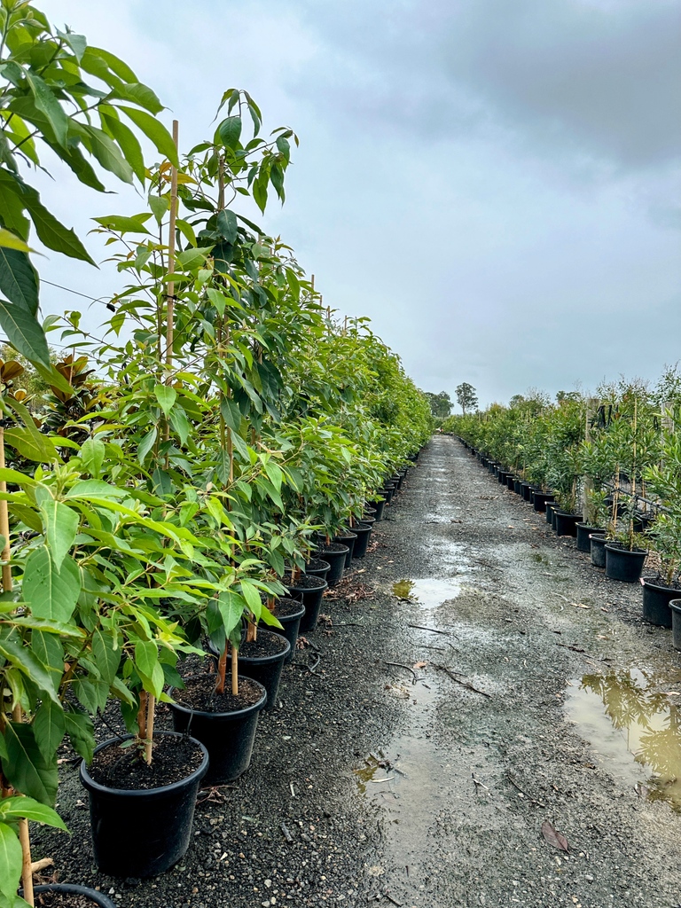 The real star of the show are these amazing Lophostemon confertus. The stunning, tessellated bark. It flakes off in beautiful patches of cream, orange, and brown, creating a truly mesmerizing effect.