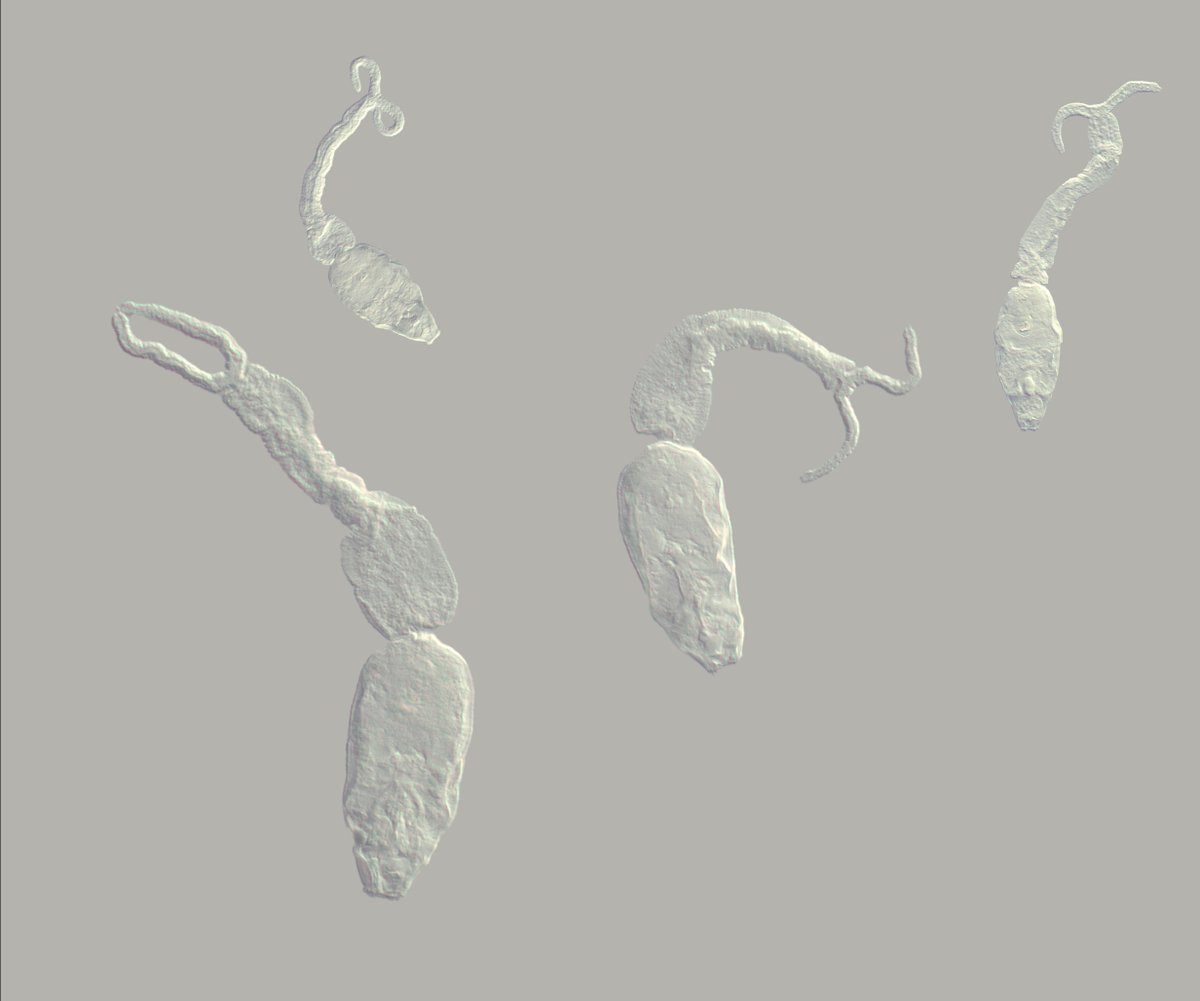 Andrew Gillis (@gillislab) on Twitter photo Join the <a href="/RawlinsonLab/">Rawlinson Lab</a> <a href="/MBLScience/">Marine Biological Laboratory (MBL)</a> as a postdoctoral researcher! Parasites, advanced imaging, and connectomics in beautiful Woods Hole - what more could you want?! recruiting.ultipro.com/MAR1033MBL/Job… Join the <a href="/RawlinsonLab/">Rawlinson Lab</a> <a href="/MBLScience/">Marine Biological Laboratory (MBL)</a> as a postdoctoral researcher! Parasites, advanced imaging, and connectomics in beautiful Woods Hole - what more could you want?! recruiting.ultipro.com/MAR1033MBL/Job…