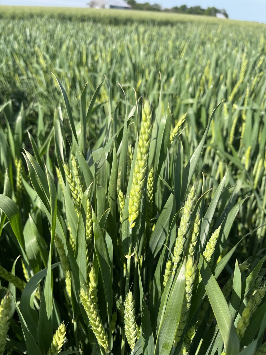 Curtis Bivens tweet media