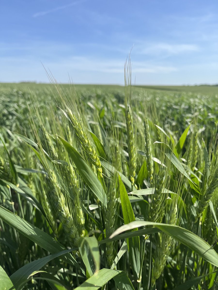 Hopkinsville innovation farm wheat variety trial, looking great! Dyna-Gro brand wheat varieties are top performers! ⁦<a href="/DynaGroSeed/">Dyna-Gro Seed</a>⁩ ⁦<a href="/NutrienAgRetail/">Nutrien Ag Solutions</a>⁩ ⁦<a href="/growloveland/">Loveland Products</a>⁩