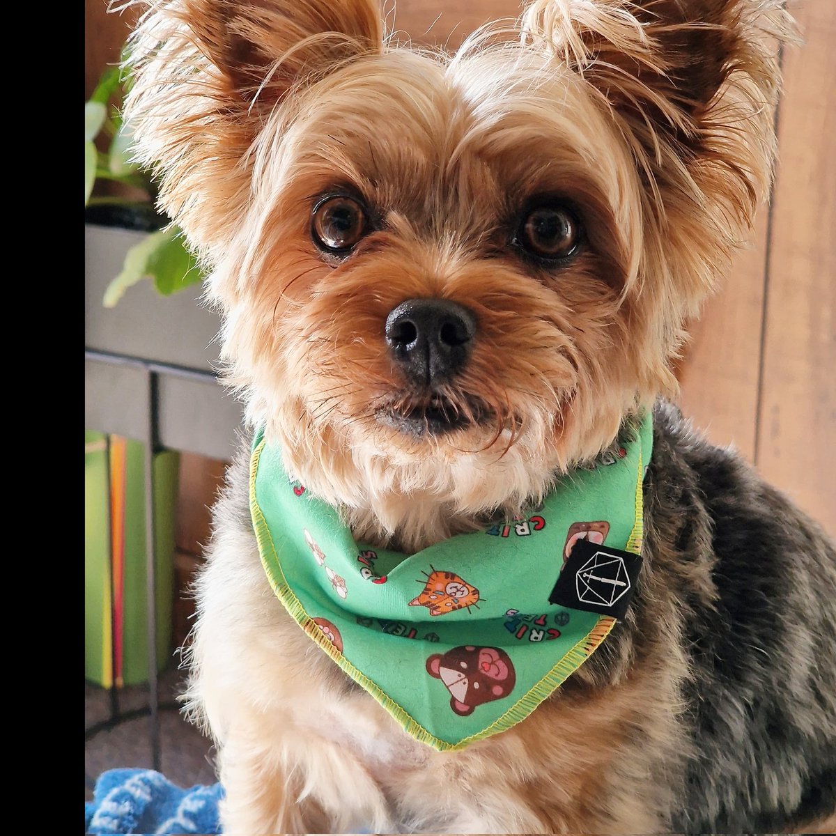breadthulhu's tweet photo. @CriticalRole @TeamTheorist I hope puppers count!! https://t.co/M38qBHUOwd