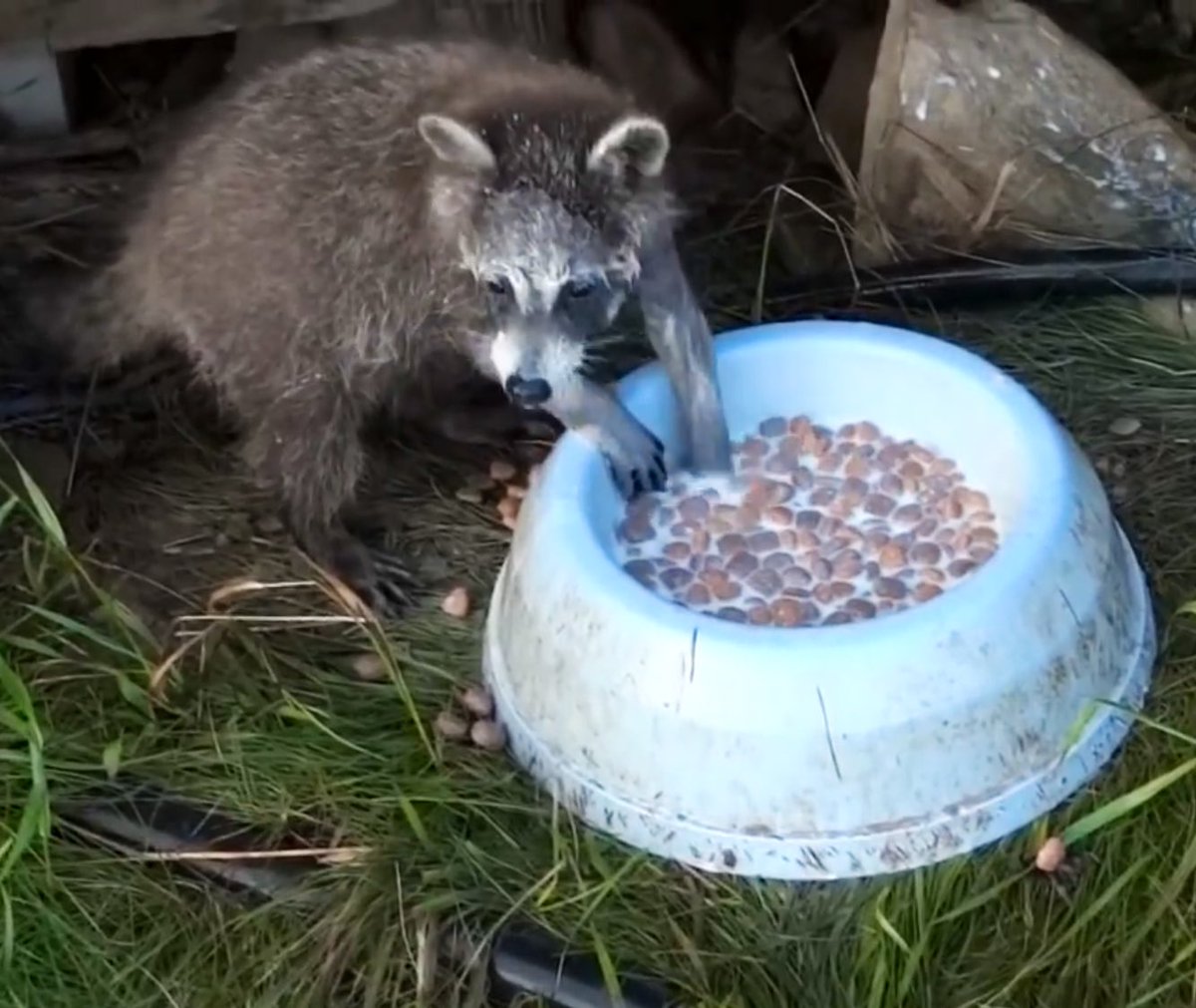 Little dude loves his “cereal” 🥣 
#raccoons #babyanimals #love #Foodie #breakfast