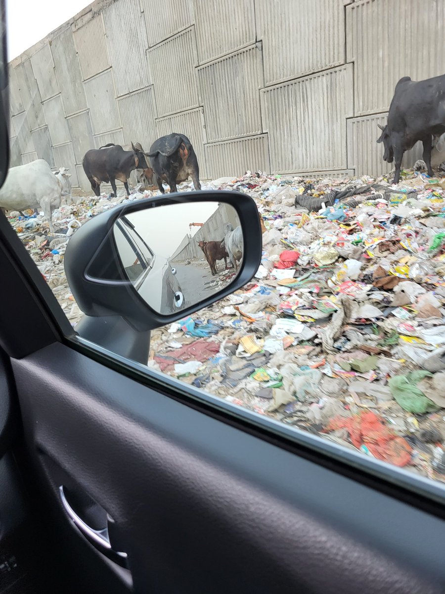 Another example of the filth and garbage in Faridabad with the poor cows merrily feeding on the plastic. This is on the Delhi Mumbai expressway being built at the Mataamritanandmaye marg. God help India