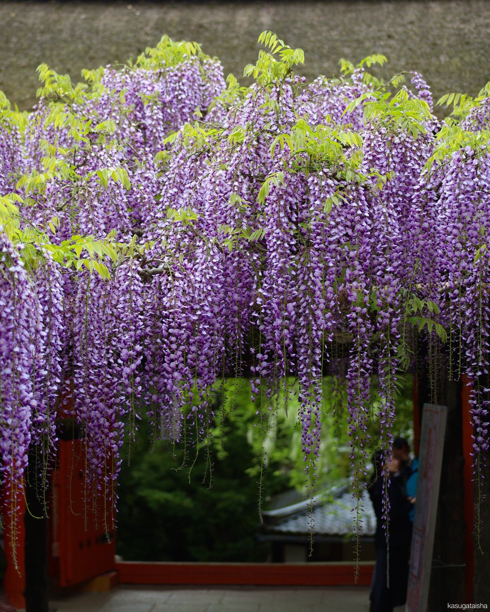 【砂ずりの藤 】

花盛りです。
(23日午後撮影)

#春日大社 #奈良 #神社 #砂ずりの藤 #藤 #藤の花 #wisteria