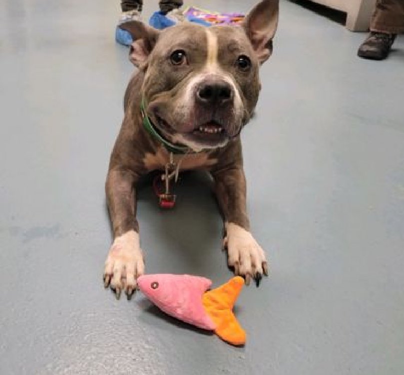 She was friendly, outgoing and playful in her finder's home and showed herself to be great with strangers, kids and dogs. So why is Zia 196743 on NYCACC's Thursday TBK list? After arriving April 10, they say she's 'not acclimatized' to the terrifying pound and they want her gone.