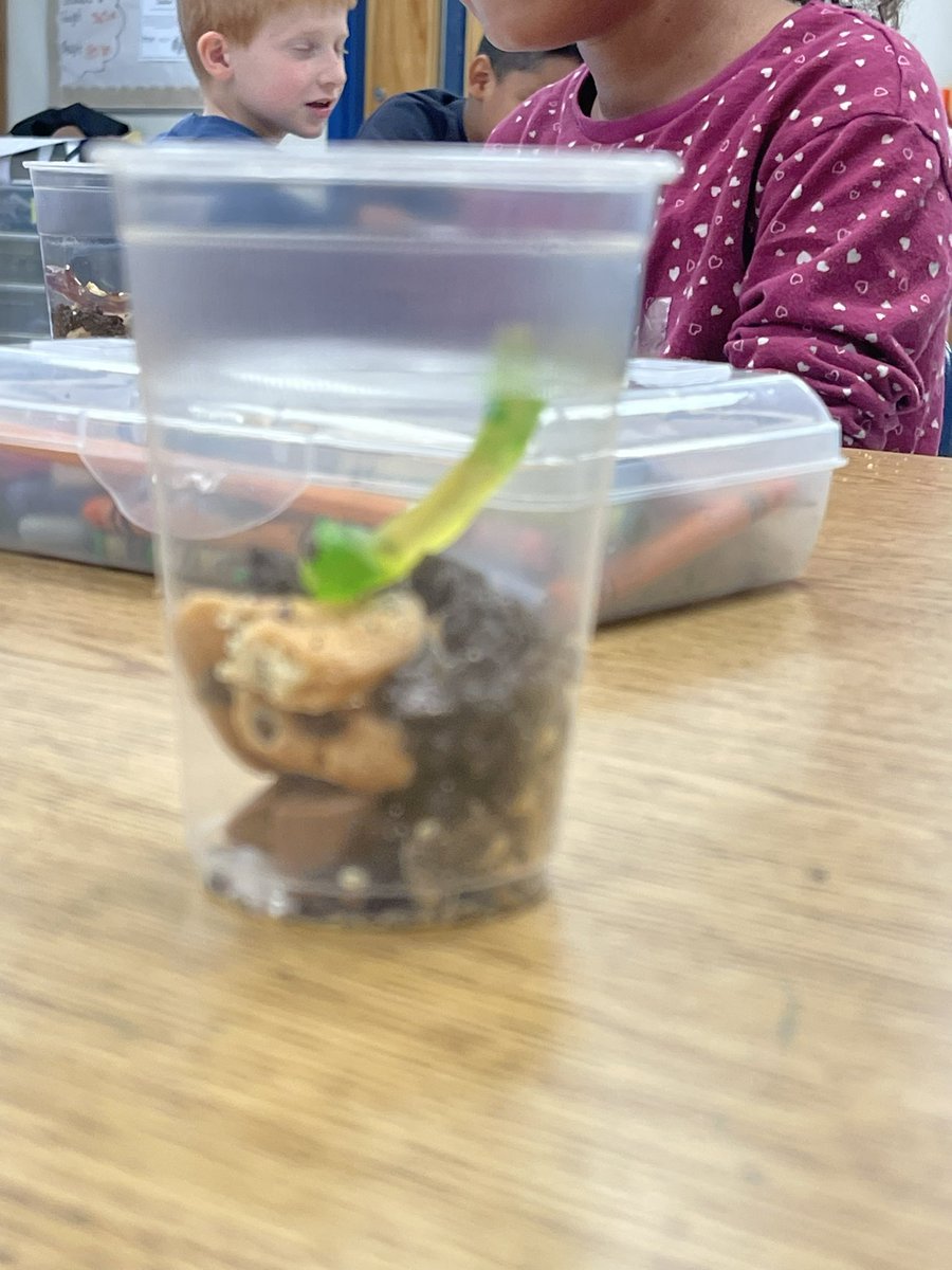 MrsMcIntyre_'s tweet photo. First grade got to eat โdirtโ today. Weโve been learning about soil so they made a layers of soil snack out of cookies. #WingateAgTech @WingateESNC @Renee_McKinnon1 @AGHoulihan @UCPSNC https://t.co/bCGrI8tGht