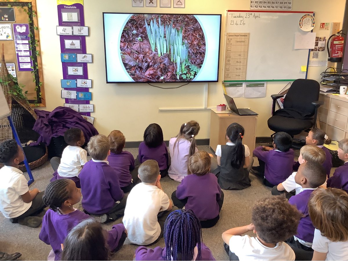 Thoughtful learning in our y2 science - learning about the lifecycle of a bulb!