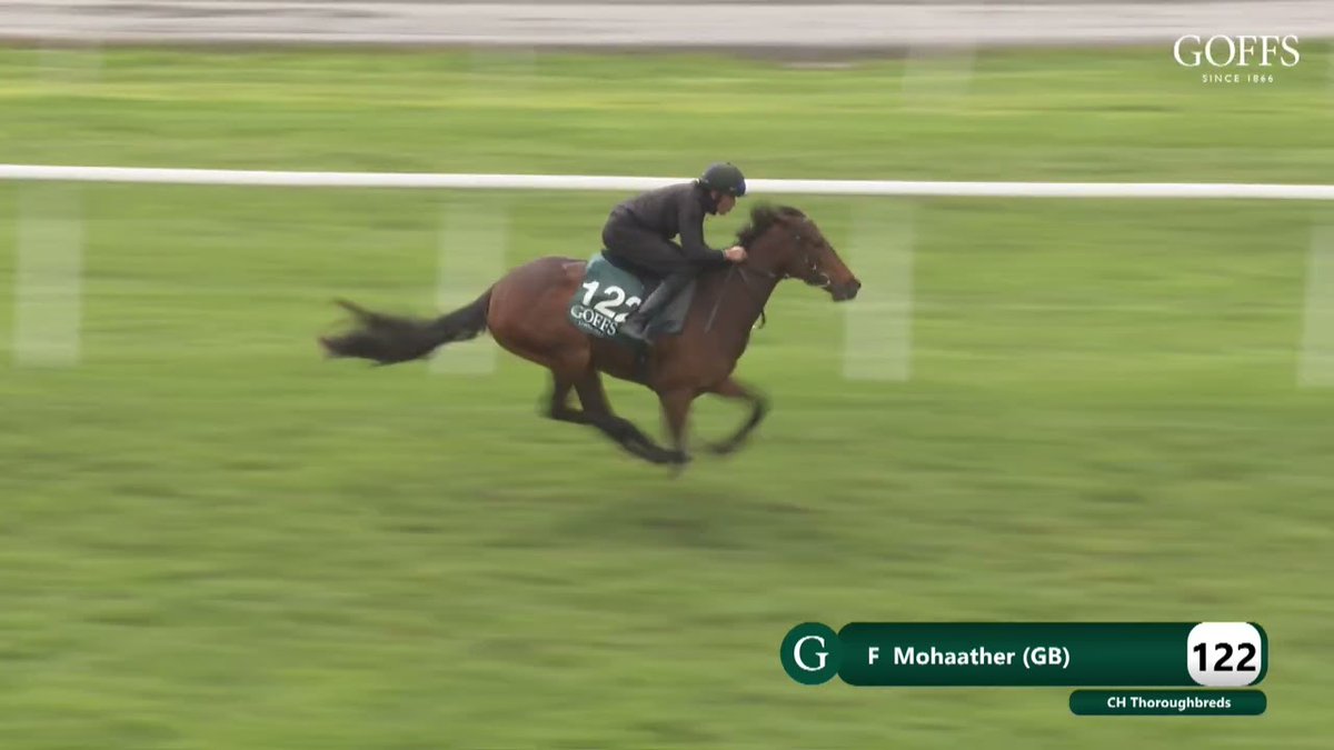 paulbirchall91's tweet photo. Filly selling at @GoffsUK for @Chthoroughbreds 
Lot 122 Mohaather X Dawning 
@BrzUps 
@Shadwell_EU https://t.co/LpvO88V0Mn