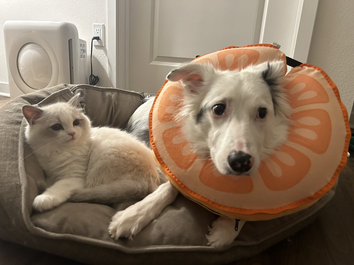 Katarina tweet media