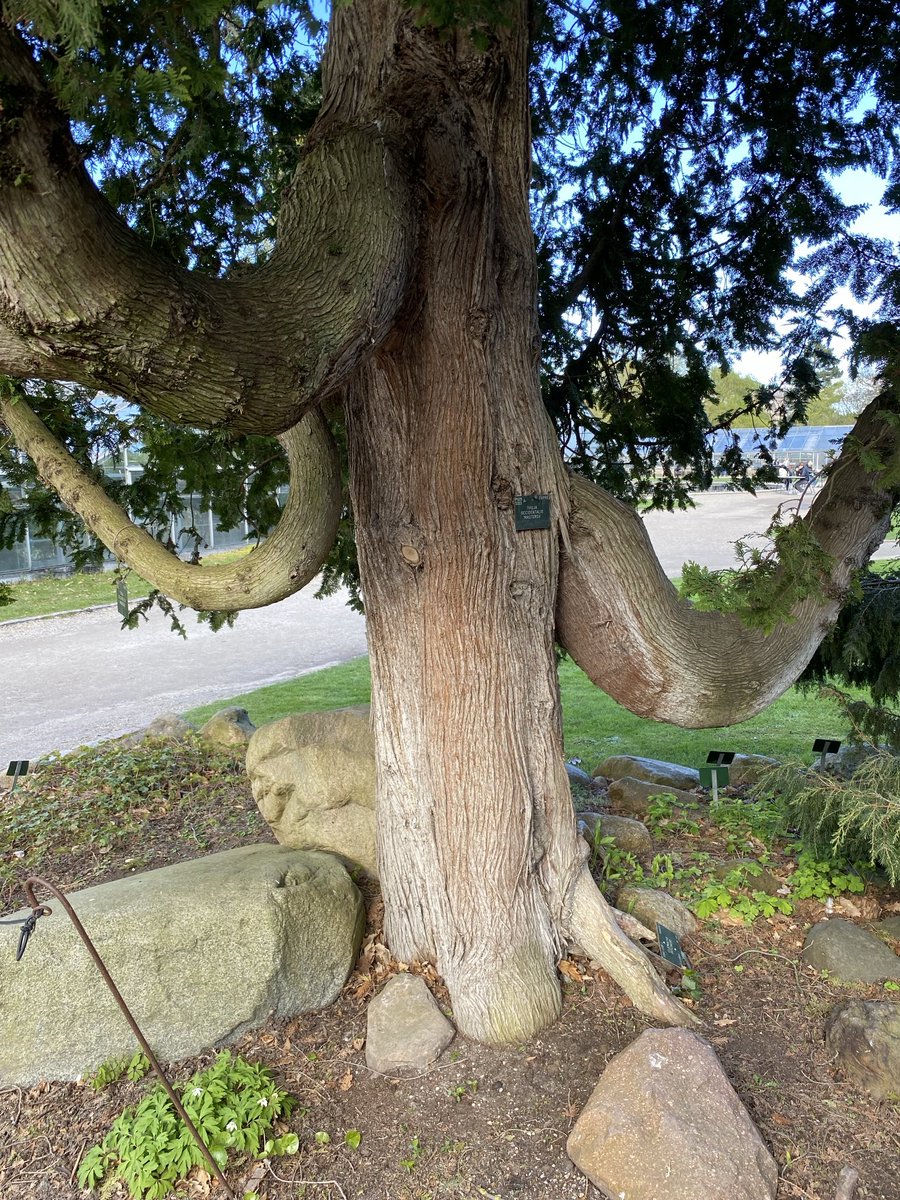 A welcoming look from this #thicktrunktuesday in Copenhagen Botanic Gardens ⁦@365DaysWild⁩