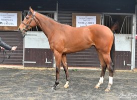 paulbirchall91's tweet photo. Filly selling @GoffsUK for @Chthoroughbreds
Lot 206
Mehmas x Lucrezia
@BrzUps
@HoStud
#FastFilly
#Ascot.... https://t.co/DLG4khpfoP