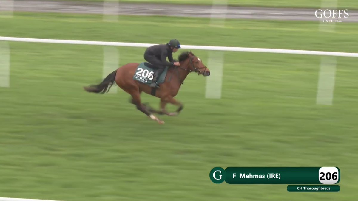 paulbirchall91's tweet photo. Filly selling @GoffsUK for @Chthoroughbreds
Lot 206
Mehmas x Lucrezia
@BrzUps
@HoStud
#FastFilly
#Ascot.... https://t.co/DLG4khpfoP