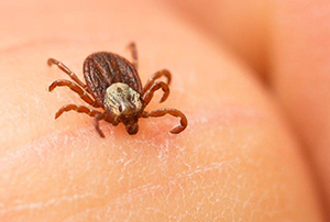 It's that time of year again. Why not use this #WednesdayFriendsDay to brush up on your knowledge of ticks, our least favourite critter in K-Country.
kananaskis.org/rocky-mountain…