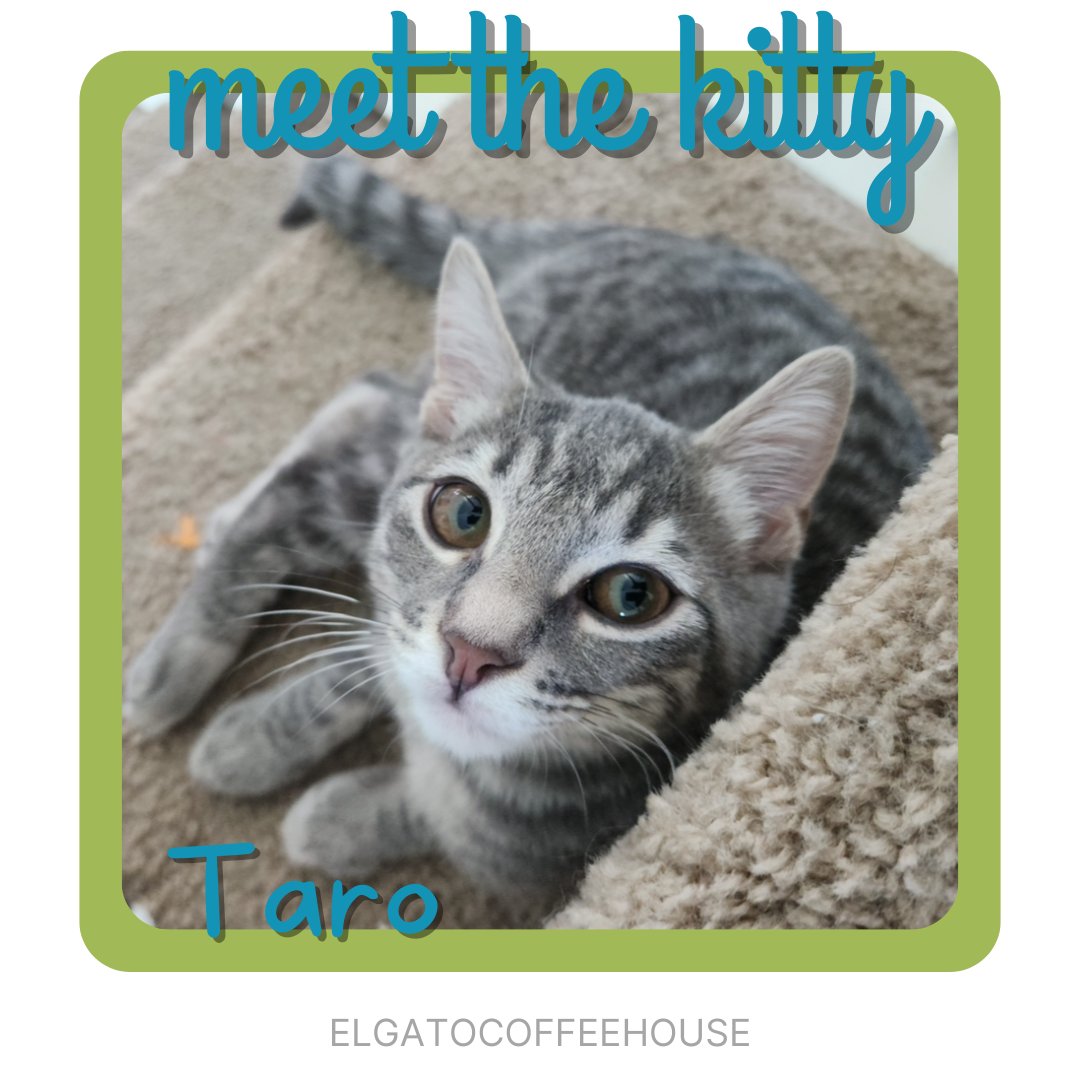 Heya! I’m Taro 😸 I moved in with my sister Smore, and our friend Sabrini! 🐾✨ I’m a 4 month old energetic boy who’s a little shy at first, but full of love once you get to know me ❤️ Thank you to Jeanie Choi for being my intake angel 👼 #adoptdontshop #rescuecat #meow