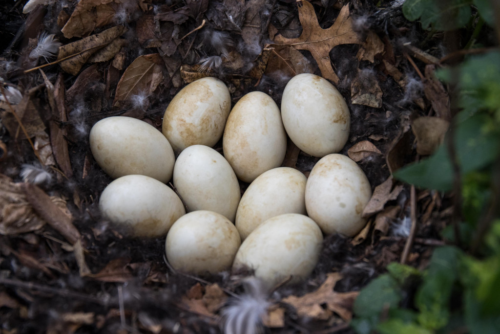 Egg shape, color and size are remarkable adaptations for successful reproduction. Read 'The Diversity of Eggs': brnw.ch/21wJ6D8 📝: Monica Macoubrie, Wildlife Education Specialist 📷: Jeff Kurrus