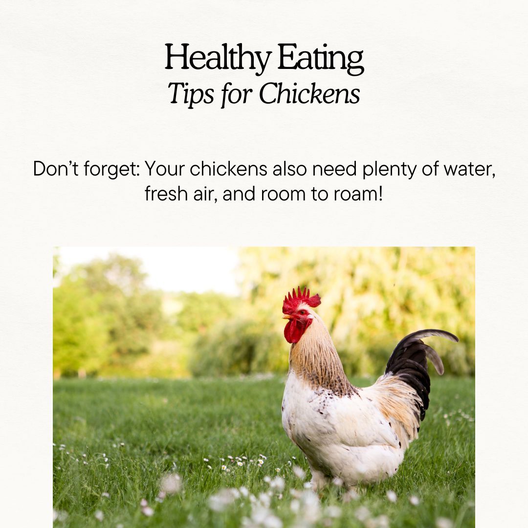 🌱 Keeping our feathered friends healthy and happy with the right diet!  🐔💪 

#HealthyChickens #NutritionTips #BackyardChickens #ChickensOfInstagram #UrbanChickens #BackyardPoultry #ChickenLove #EggLover #HenHouse #CluckCluck #Chickenscratch #happyhens
