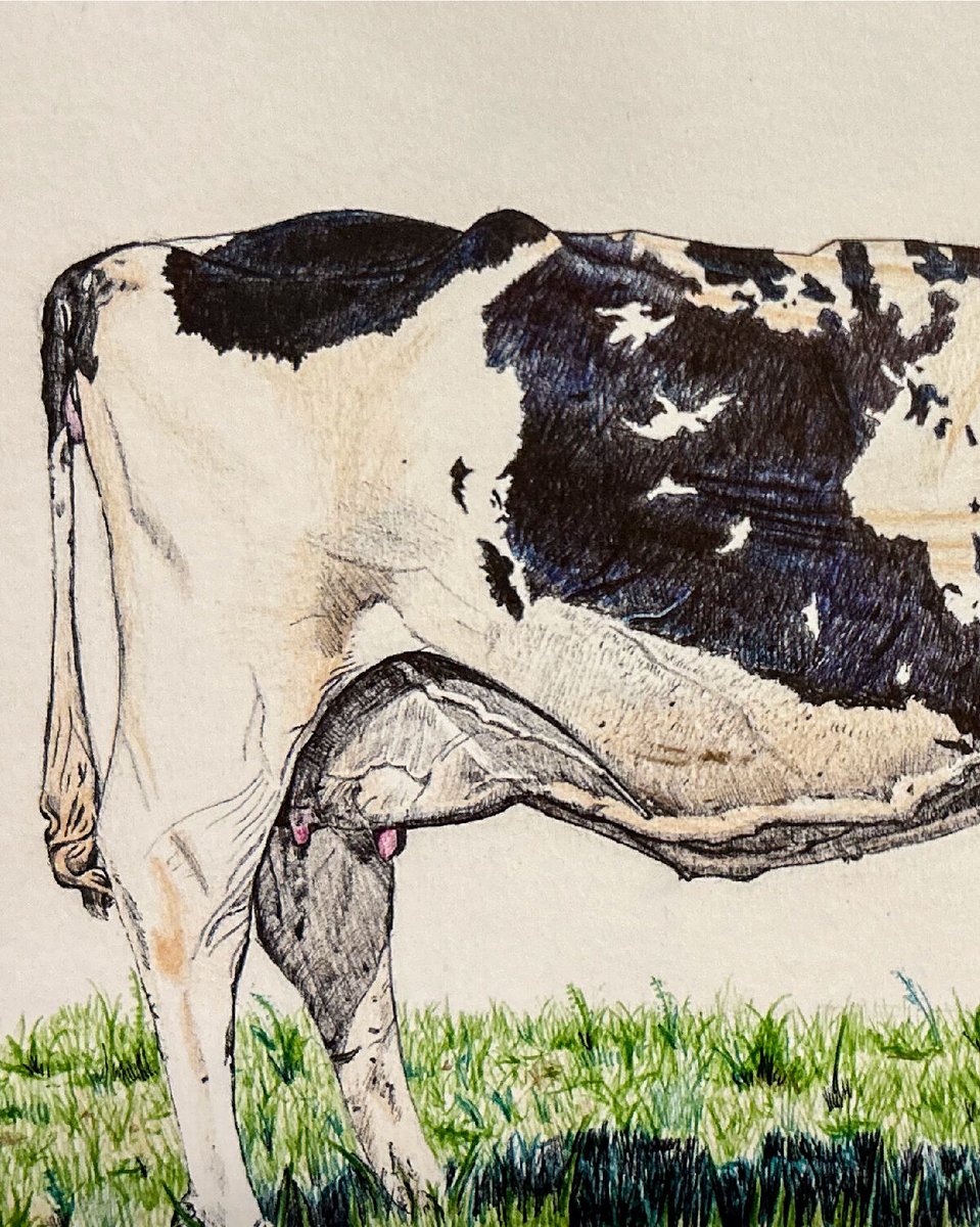 devverbud's tweet photo. I wanted to draw a dairy cow because I grew up down the road from my grandpas dairy farm.

I remember watching the cows walk around and eat grass with my brothers. We'd have an absolute riot because we thought cows were hilarious. https://t.co/fpJOrsQber