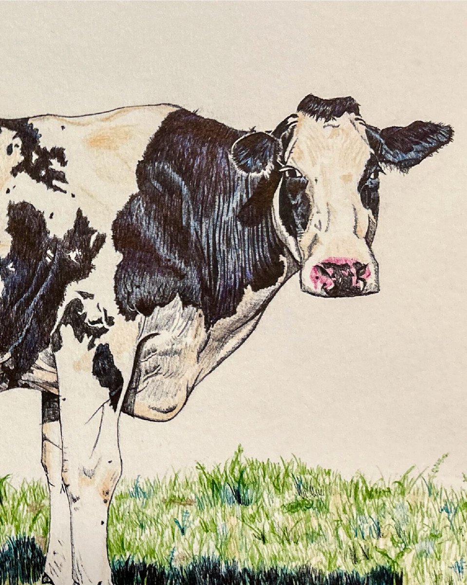 devverbud's tweet photo. I wanted to draw a dairy cow because I grew up down the road from my grandpas dairy farm.

I remember watching the cows walk around and eat grass with my brothers. We'd have an absolute riot because we thought cows were hilarious. https://t.co/fpJOrsQber