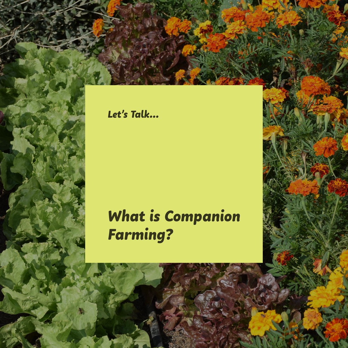 Companion planting is a gardening technique where plants are strategically paired to benefit each other's growth and health. It achieves various benefits like pest control, disease prevention, and improved pollination.
 #CompanionPlanting #PlantCompanions #Pollination