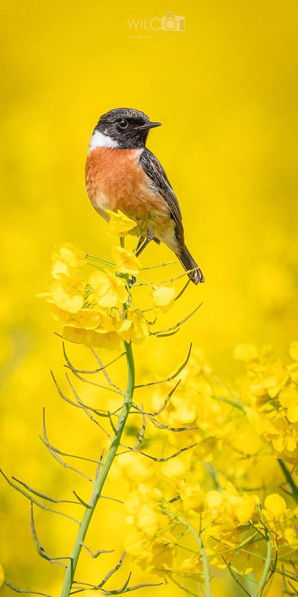 #roodborstapuit in #koolzaad 
#oldambt #nieuwscheemda