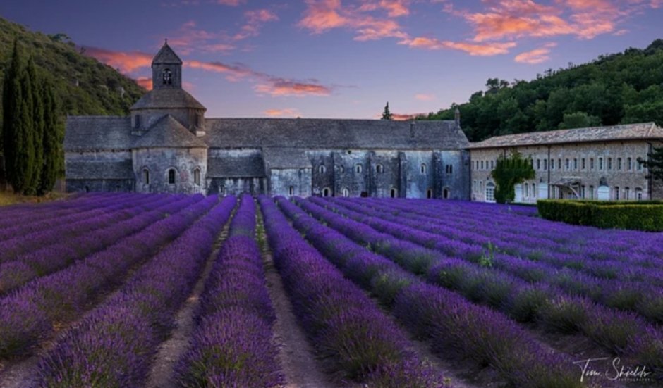 'In the lavender fields of Provence, one can find solace for the restless mind.'

#PeterMayle