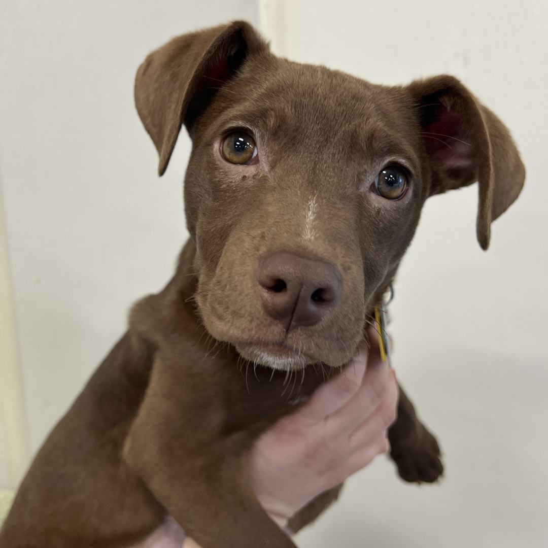 AnimalLeague's tweet photo. 😍 Say hello to Jill (#TX1155), the most adorable 16-week-old Labrador/Pit Bull Terrier mix you'll ever lay eyes on. 🐶 🏡 Jill can't wait to meet you at our adoption center in Port Washington, NY!  🐾 #GetYourRescueOn #80YearsofRescue #Adopt #Puppies #Dogs https://t.co/YLXsLihl2X