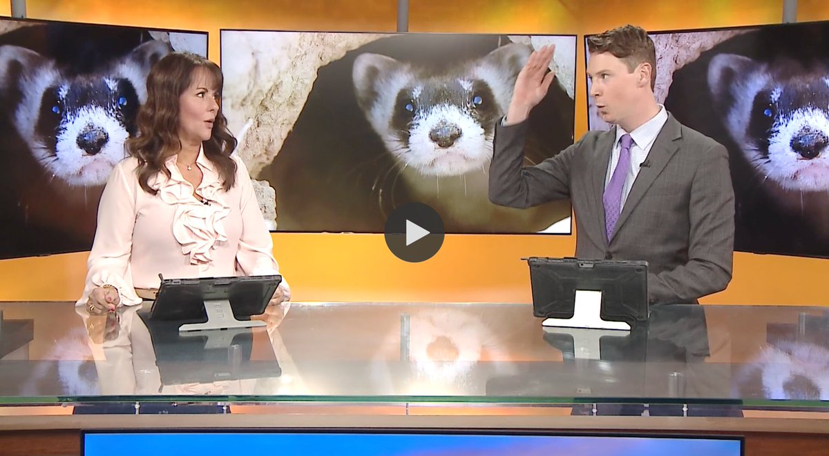 Revive_Restore's tweet photo. You know you're on the cutting-edge when newscasters are flummoxed ... #cloningforconservation
https://t.co/0k1OFD7ach https://t.co/ZsZ8bcxn52
