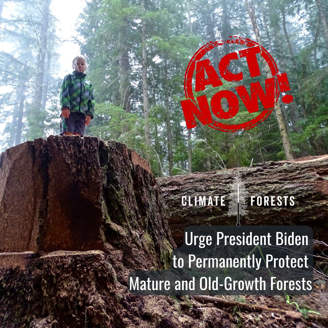 🌍 Honoring Earth Week – join us this week to #ActOnClimate and tell @POTUS to safeguard millions of acres of mature and old-growth forests on federal lands from logging: climate-forests.org/take-action