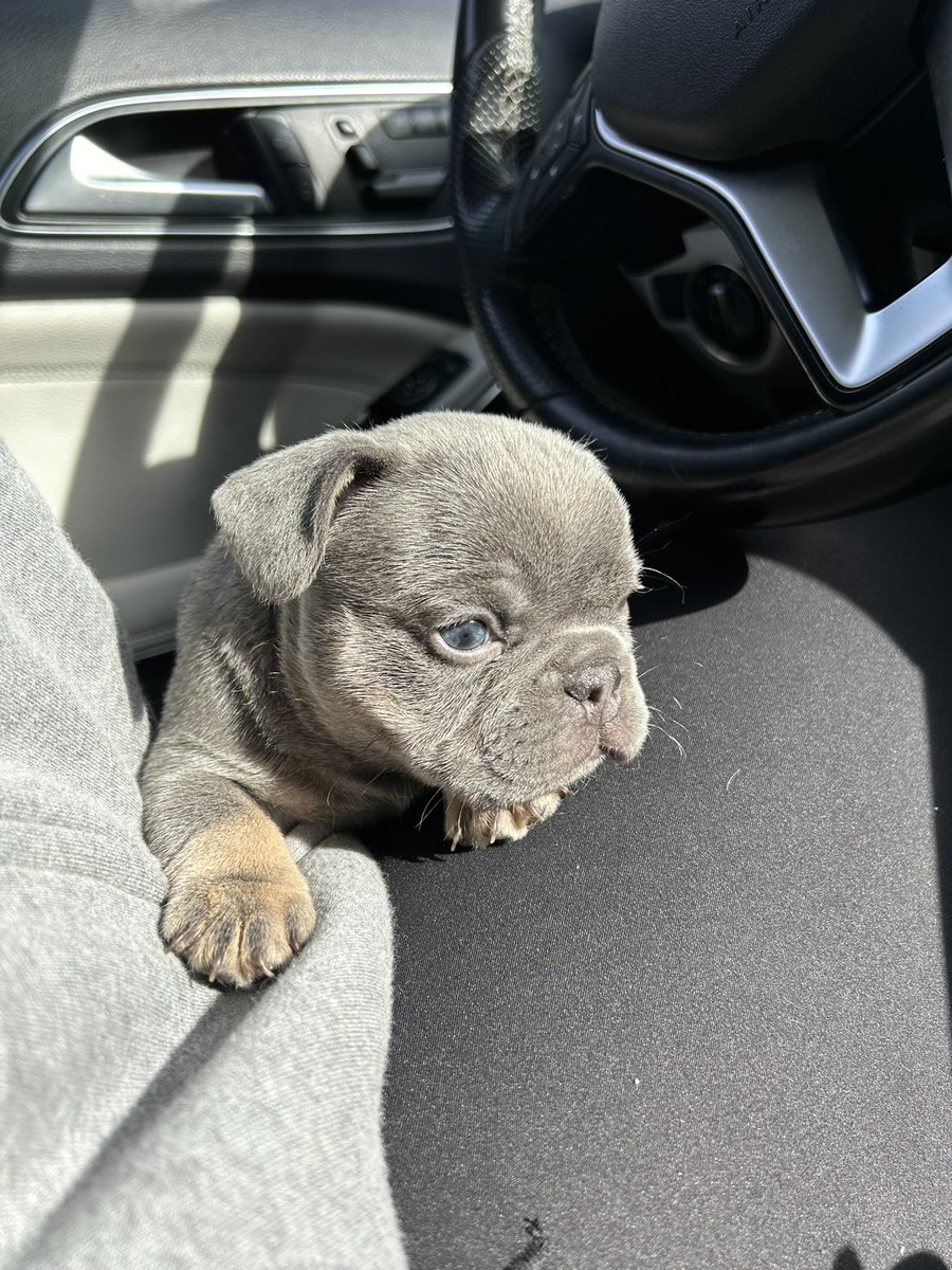 NobrakeBullies's tweet photo. 4 piece nugget https://t.co/WKdMcDaHGj