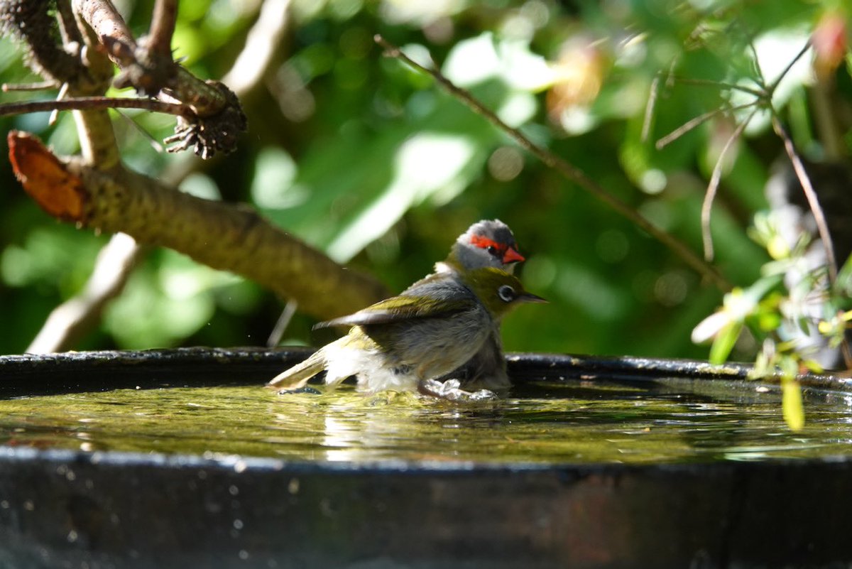 #FirstSeenAndHeard #FSAH 

Both first Seen & Heard: Silvereyes & Red-browed Finches braving the strong wind💨💨💨South Gippsland, Australia

@birdemergency
#birdwatching #Birding #birdphotography #WildOz #bird #TwitterNatureCommunity #BirdsSeenIn2024 #SonyRX10iv