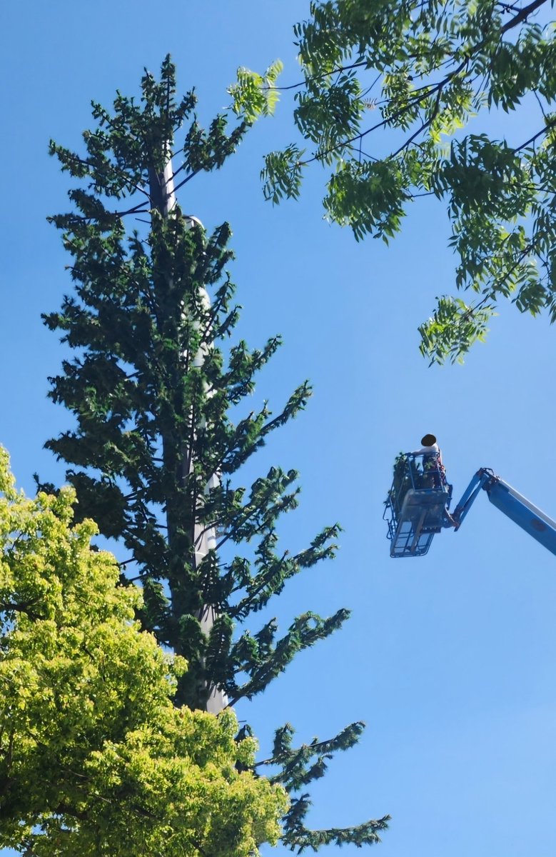 They are putting in a lot of effort to cover this 5G tower

Your tax dollars hard at work in a poor attempt to deceive you