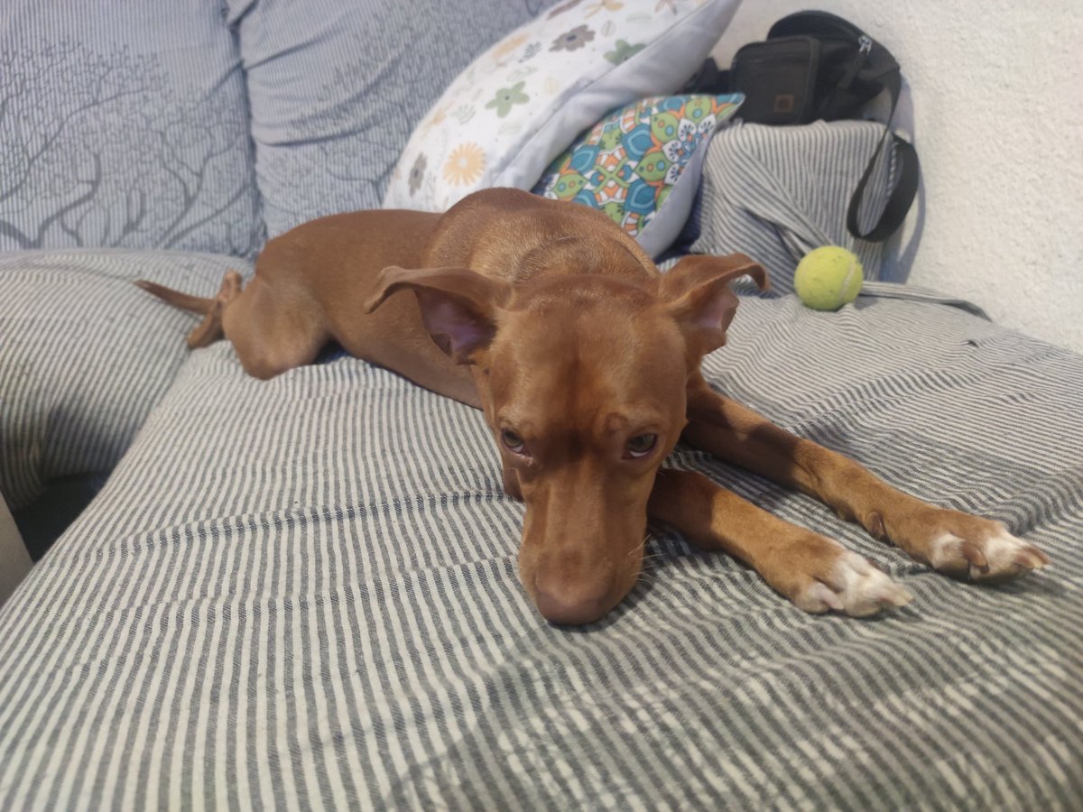 Francis54637686's tweet photo. El que me espera siempre llegue a la hora que llegue ❤️❤️
#miCoco #dog #perritos https://t.co/gu5AqIrHbX