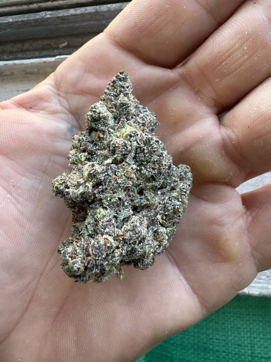 ONE  NUG  challenge post a  bud in your Smoke stash don’t go scrolling through your gallery for a good one. I want to see what you’re smoking  on smoking on I will go first  - 12 Stepz dark