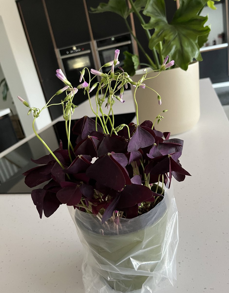 Crazy plant lady has a new addition to the ‘Cakery houseplant family…this gorgeous Oxalis 😍👏

It’s also known as ‘Love Plant’, which is apt when my amazing friend Sam - who I love loads - bought this for me ❤️

She knows me too well 😊