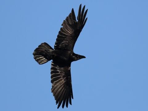 No photo I'm afraid but just as we were leaving Wardsend today we saw a pair of ravens flying over the cemetery. Quite a thrill and a first sighting at Wardsend. This image © Anonymous / Macaulay Library