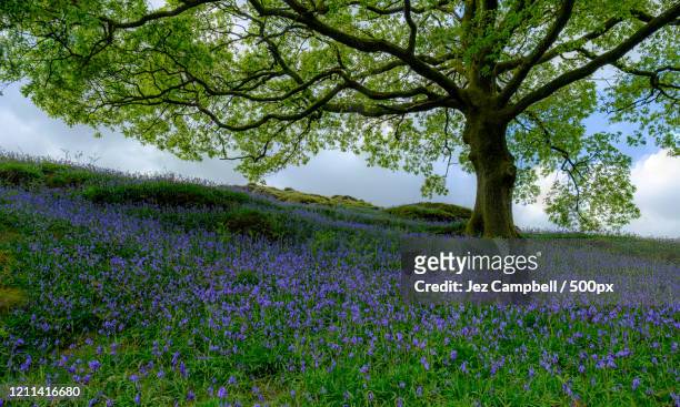 The Sidhe dwell in earthen mounds
on fields of emerald green
stone circles stand on hallowed ground
where the Dagda's harp still sings

a magus avium flits in a duir 
neath it's boughs bluebells have grown
here our rich folklore endures
where druids scribed in Ogham

#vss365