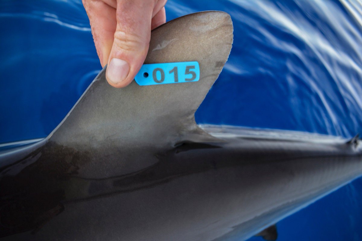 If you’d like a copy of our latest newsletter on shark tags please send us a DM with your email address. 🗞️ Here’s a snippet: You are most likely aware that wildlife research and conservation efforts often include the use of tags for the identification and tracking of individual