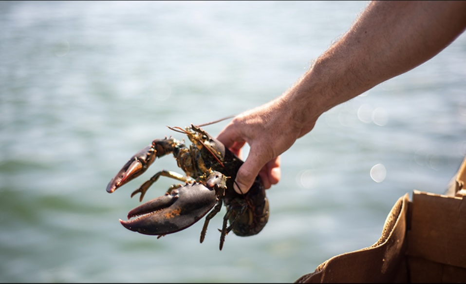 🌟🦞 Incredible News! 🦞🌟

We're nearly at our goal!  With just under 2,000 euros left, we're almost there! 

Now, we need your help in this final stretch. Every share, every donation counts in freeing lives.

🦞 rb.gy/t9dkpo 🦞

#KissThatLobster #AnimalRights