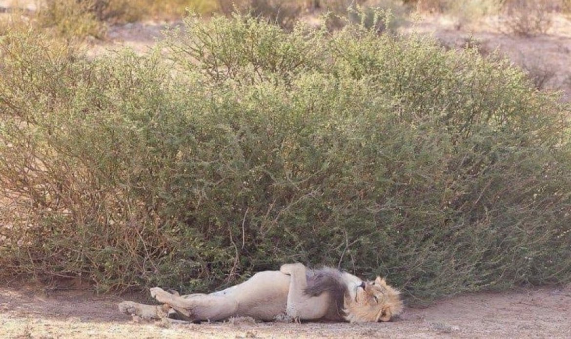 Whose lion 🦁 is this 😹😹🤣🤣🤣🤣🤣😂