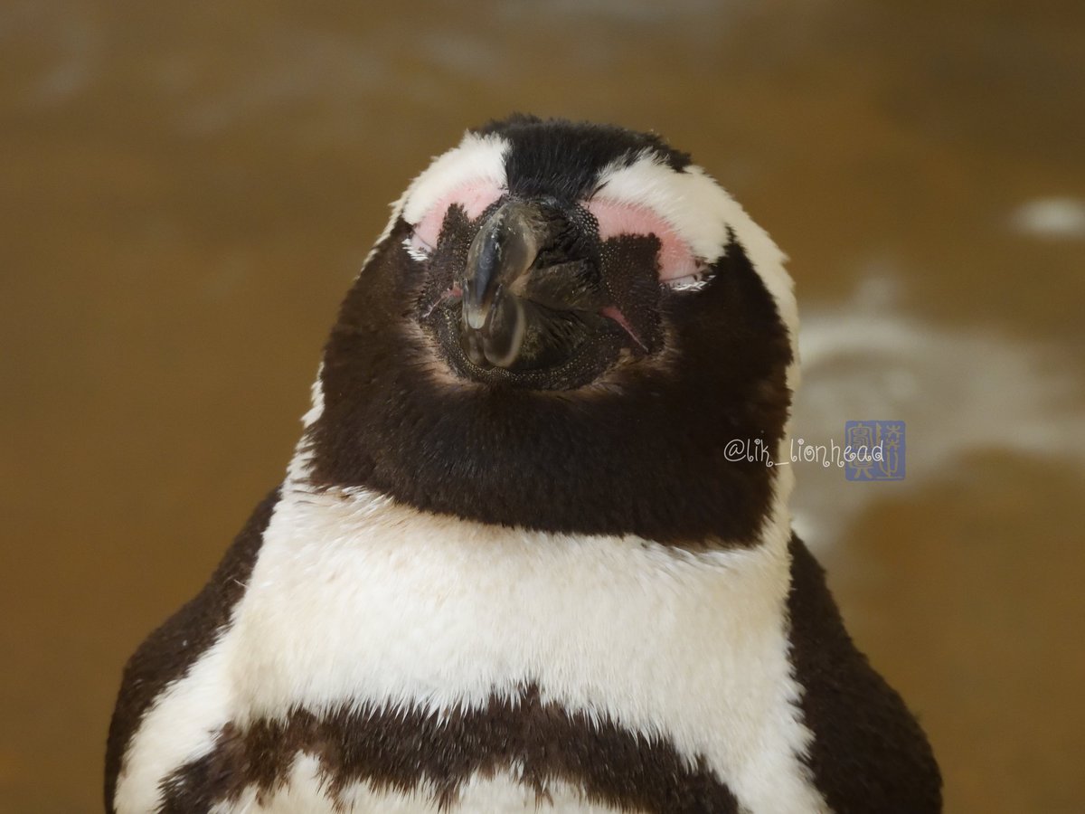 ねむいねむいねむい
#すいすいすいようび #久留米市鳥類センター #ケープペンギン #ゴンタ♂
#AfricanPenguin