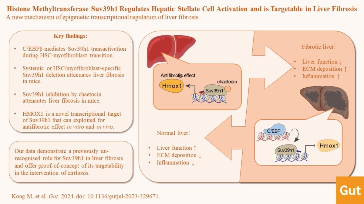 #GUTAbstract by Kong et al entitled 'Histone methyltransferase Suv39h1 regulates hepatic stellate cell activation and is targetable in liver fibrosis' via bit.ly/4aCb4vv Paper: bit.ly/4aSqPhE #LiverTwitter