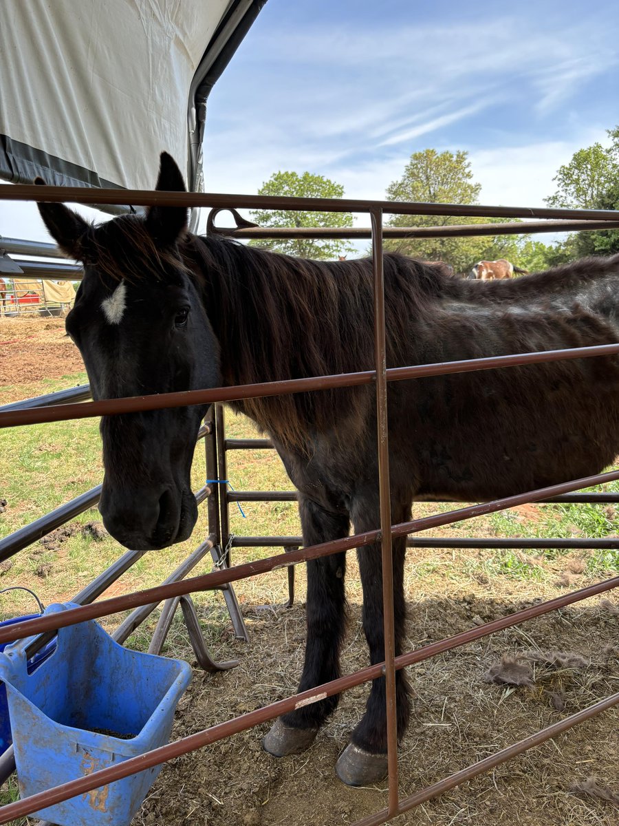 Update on 3 mustangs Dawn (1st pic) Aurora (2nd pic) Phillip - Jennie @JennieRJFequine is winning the trust of all 3. It's still a long road to recovery They all came with horrible skin fungus, lice, rain rot & starving We still need $1390 for LAST WEEKS hay delivery & more hay