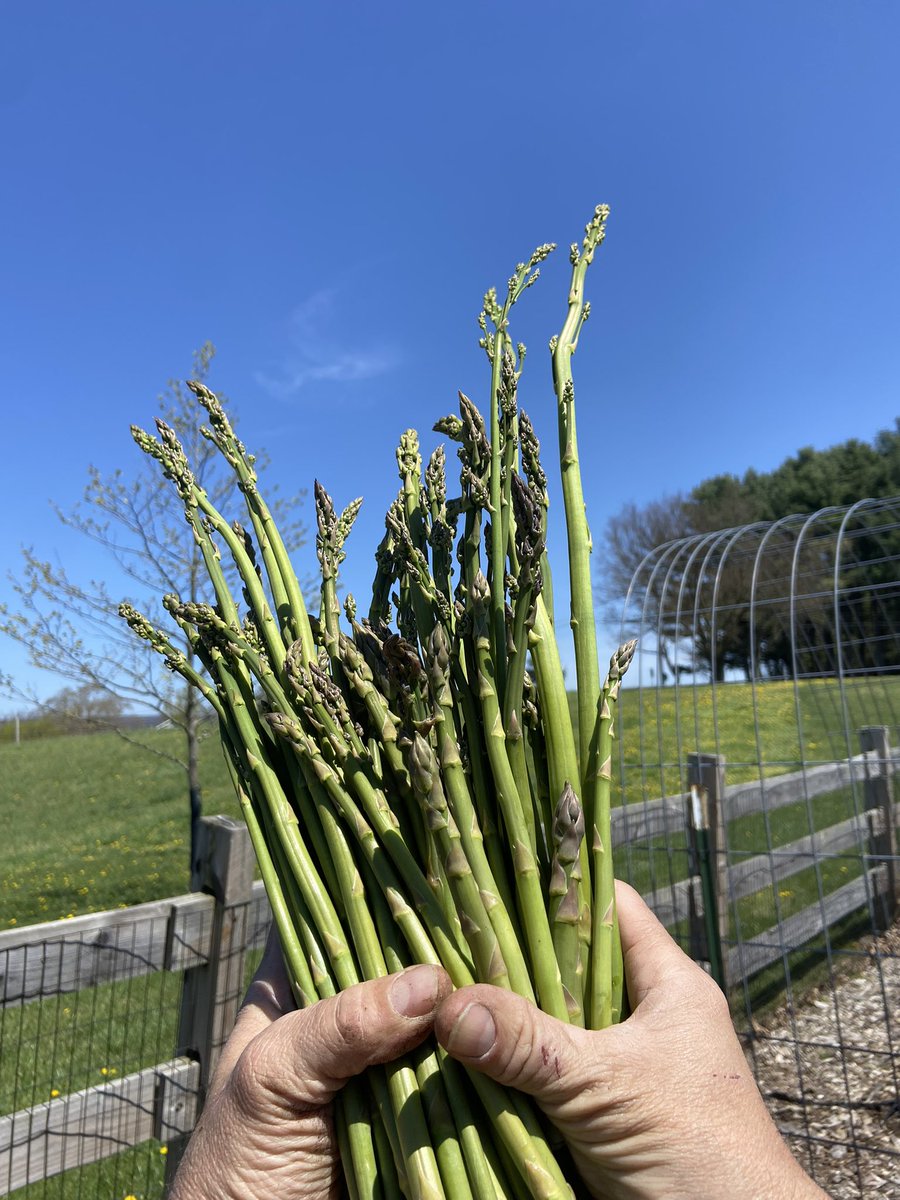 Fullcircleveg's tweet photo. Keep pickin’!  It’s asparagus season.  #lehighvalley #eatyouryard #asparagusseason #grassisforcows #hyperlocal #backyardlocal #asparagus #growyourown #mowlesseatmore #youcanteatyourlawn https://t.co/Dnccc5ngbY