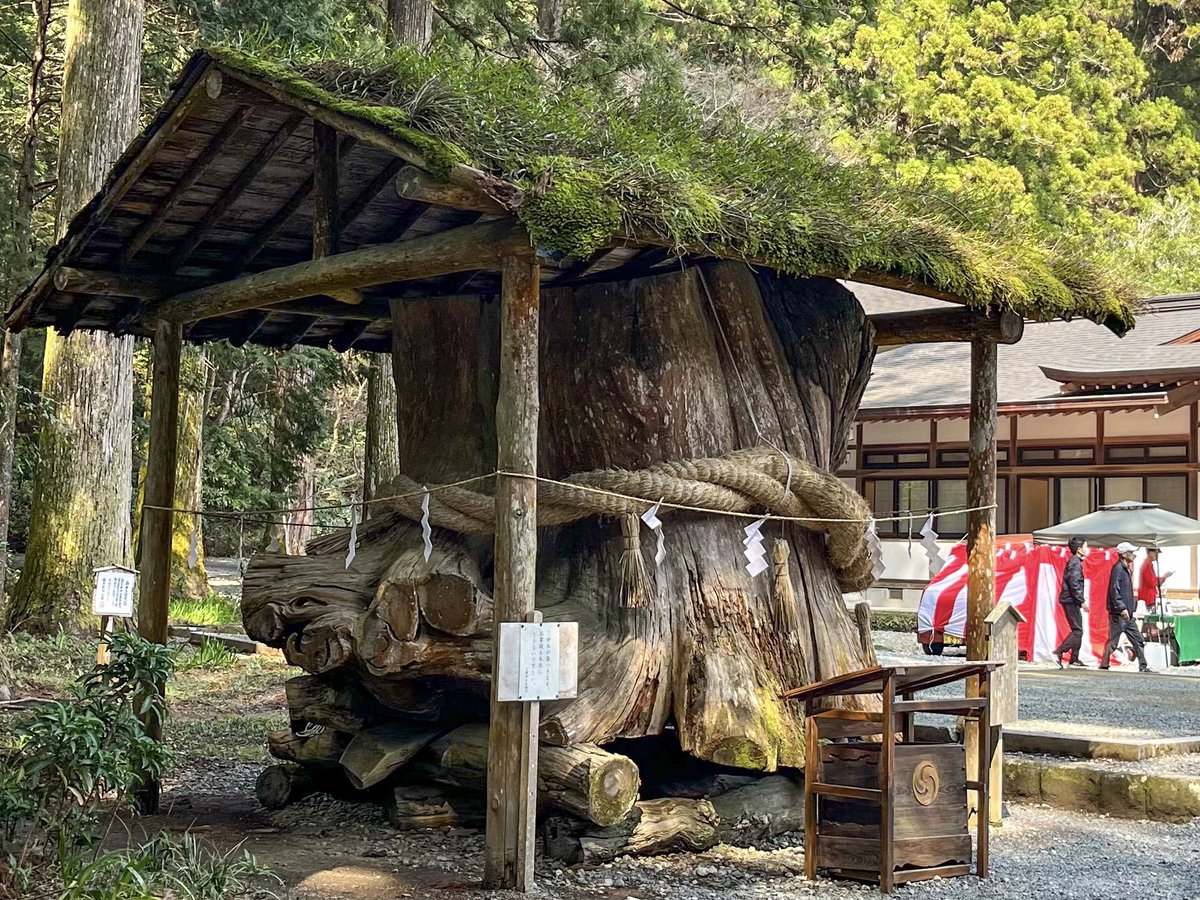 【小國神社】
かつての御神木だった大杉🌳

その樹齢は約1,000年余りといわれ
1972年(昭和47年)に台風の影響で倒れてしまいました。

現在は現役の御神木の横に、奉納されています🙏

神社詳細はブログにてご紹介してます📕
sakuran-sanpo.com
#神社  #寺  #神社仏閣  #神社仏閣巡り