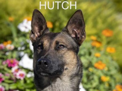 According to the California Highway Patrol in Madera, a traffic stop resulted in K9 officer “Hutch” seizing over 280 pounds of methamphetamine, an estimated street value of $2.5 million. Full story: trib.al/d9mtS6T