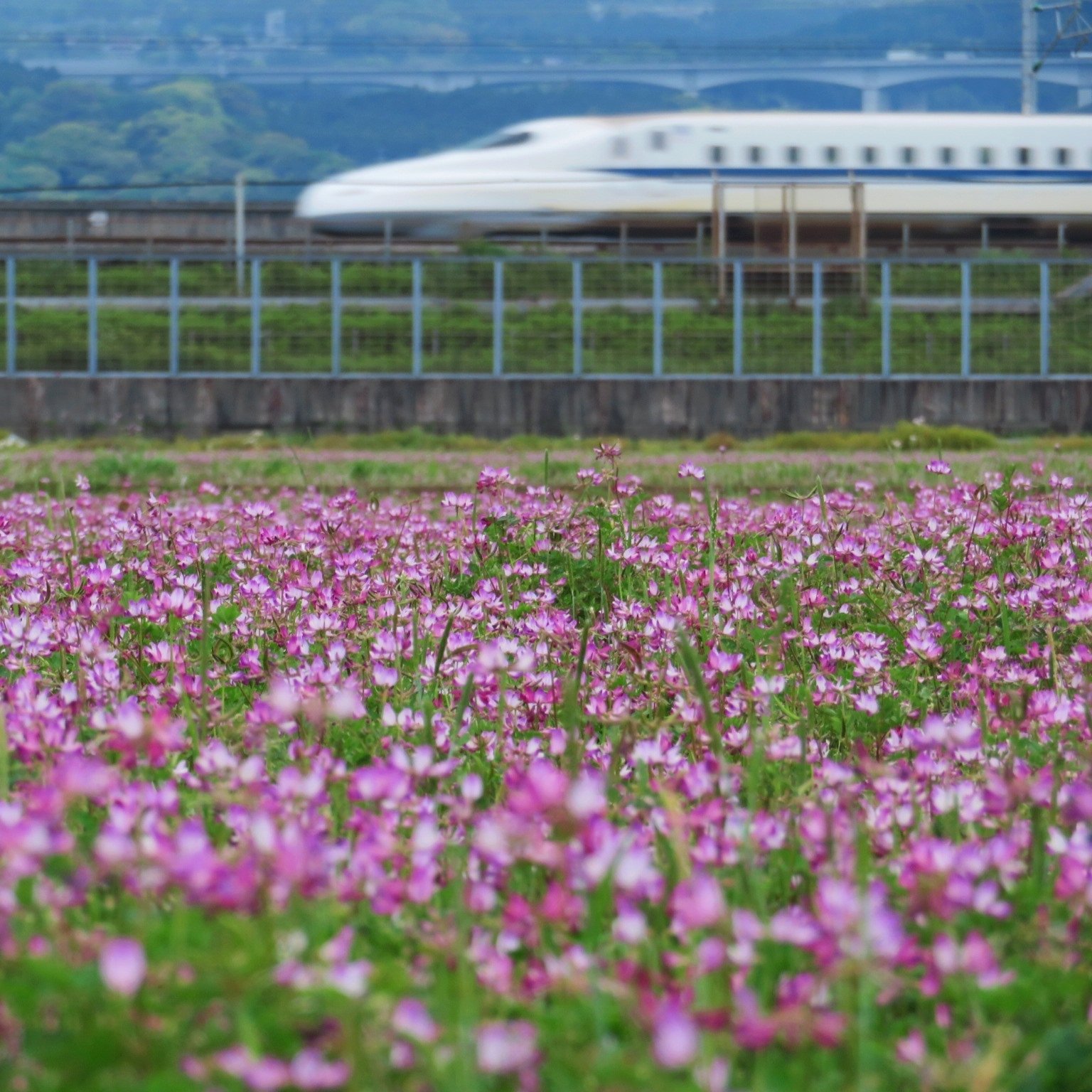 れんげ畑 - Search / X